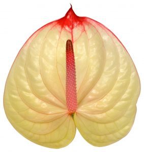 Anthurium Hol. Kaseko x12 (7 Dias - 2)