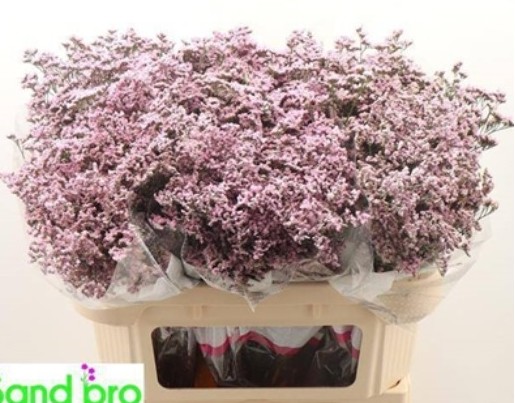 Limonium Hol. Saf Oshi Pink 50cm 20gr "T25" Rs