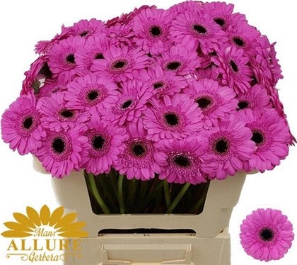 Gerbera Mini Hol. Dolcetto Fuc. "T20"