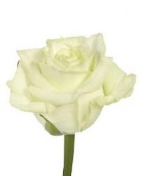 Rosa Hol. White Naomi 55cm x10 B1 (7 Dias - 2)