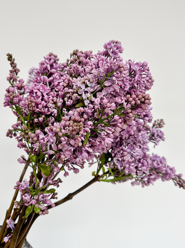 Lilas Hol. Dark Koster 40cm 4bl Mal.