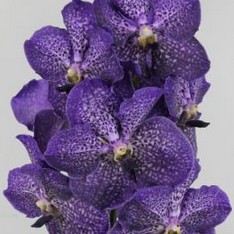 Vanda Sapphire x16 (7 Dias - 2)