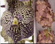 Vanda Su Oce Sangria x16 (7 Dias - 2)