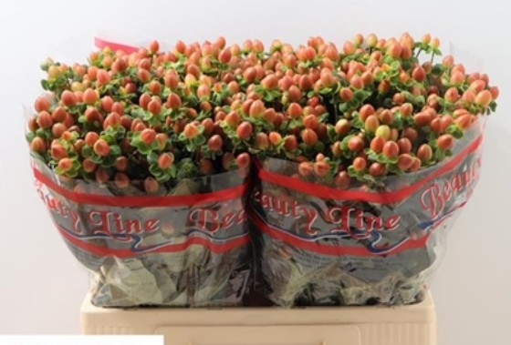 Hypericum Hol. Globo Coral 50cm x25