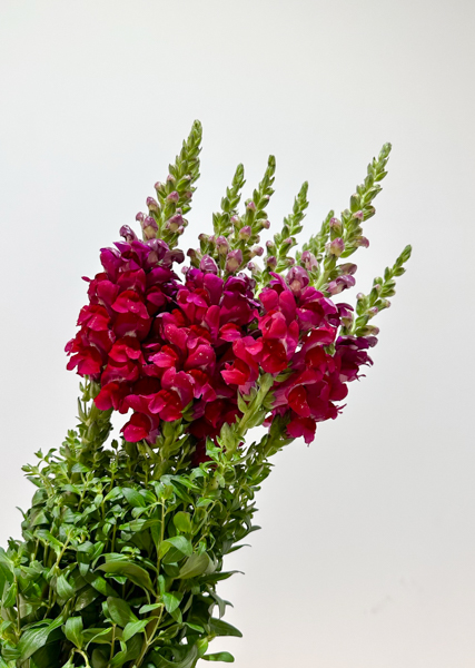 Antirrhinum Hol. Op. Red 80cm x10 Rj.