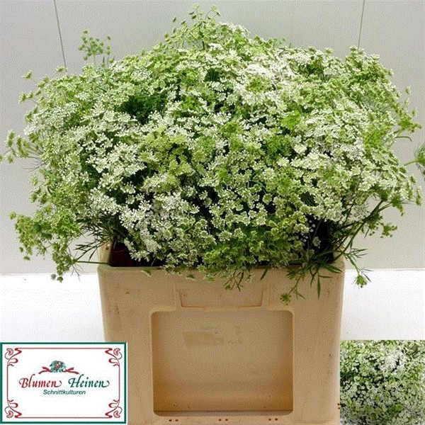 Ammis Majus 60cm x10