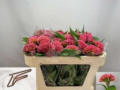 Celosia Cresta Pink Delight 55cm x5