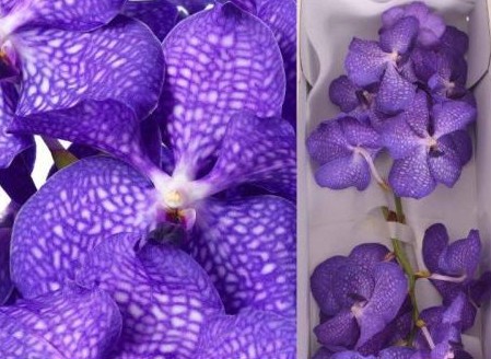 Vanda Blue Magic x16 (7 Dias - 2)