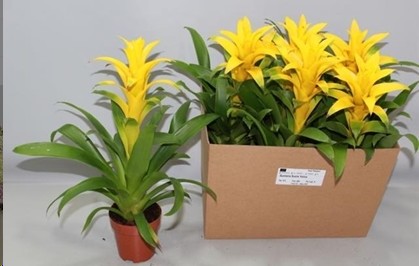 P. Guzmania Deseo Yellow 12/50cm x6