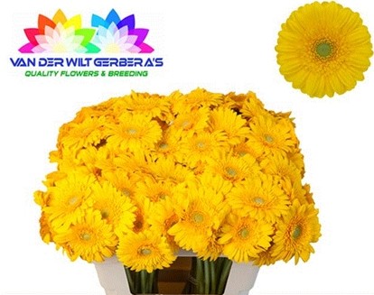 Gerbera Mini Hol. Ilios  x20   Am.