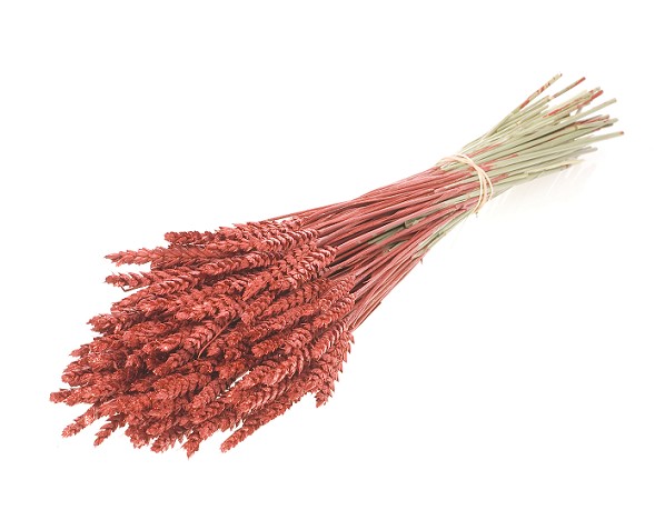 Trigo Seco Rojo Purpurina Roja 65cm (150 Tallos)