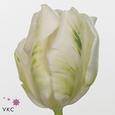 Tulipan Hol. Blanco Super Parrot 40cm