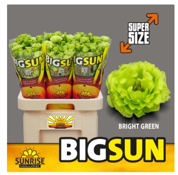 Lisiantus Hol. G Rosan Green 65cm 55gr x10 "BIG SUN"