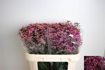 Limonium Hol. Sin Blush Diamond 60cm 20gr "T25" Fuc.