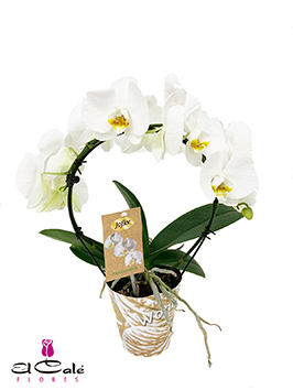 P. Phalaenopsis Ov. Aro White 12/45cm 2T x4