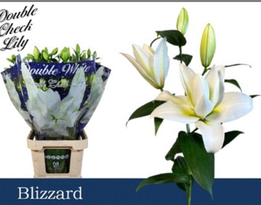 Oriental Hol. Bl. Doble Blizzard 85cm 2/3 fl.