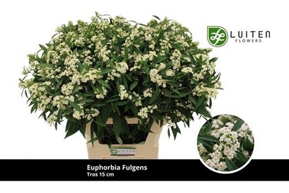 Euphorbia Quicksilver 70cm x10 (5cm flor) Bl.