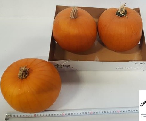 Calabazas Halloween 15cm