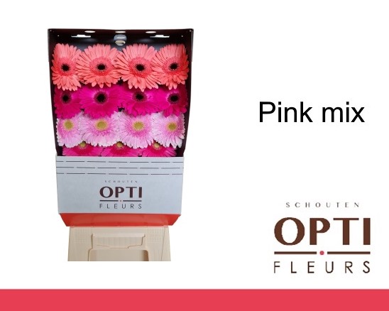 Gerbera Hol. Lila Pink Mix "Aquapack" CC45