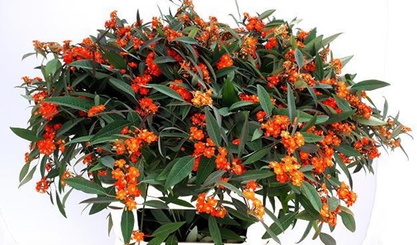 Euphorbia Queen Of Orange 70cm x10 (5cm flor)