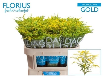 Solidago Mini Gold 70cm 40gr x20