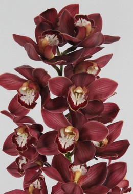 Cymbidium Priwine 60cm Rj.