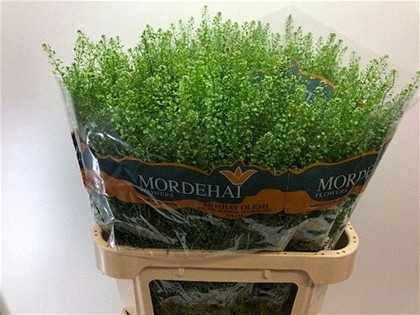 Lepidium Thlaspy Green Bell 80cm 30gr x25