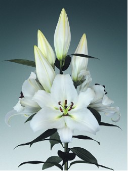 Oriental Hol. Bl. White Passion 80cm 3/4 flores (7 Dias - 2)