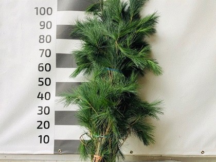 Pinus Strobus 100cm 600gr Bs