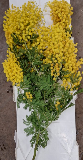 Mimosa Italia Gaulois 55cm 150gr