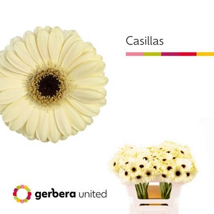 Gerbera Mini Hol. Casillas x20 Cr.