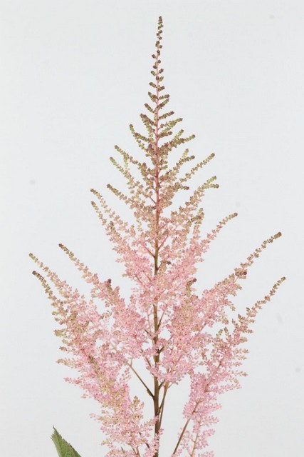 Astilbe Erika 65cm x10 "Marginpar"