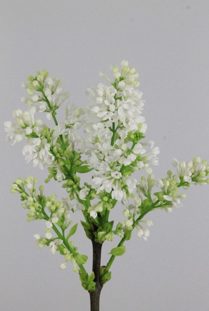 Lilas Hol. V Mne Fl Stepman 55cm 4bl.