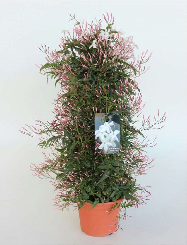 P. Jasmin Nac. Polyanthum Piramide 17/70m x6