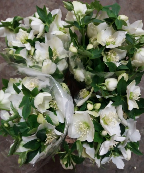 Helleborus Queens White 40cm