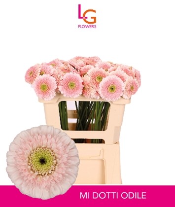 Gerbera Mini Hol. Dotti Odile "T20"