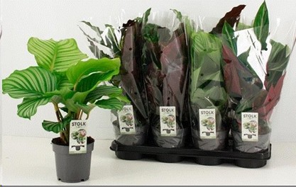 P. Calathea Mixta 5 surt 14/50cm x8