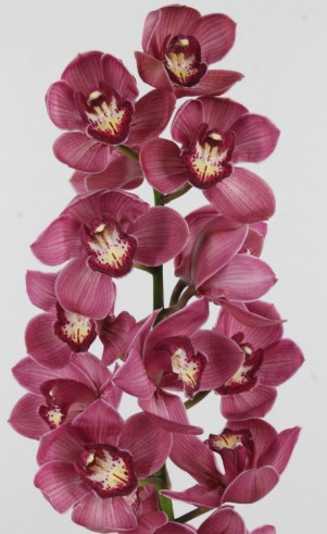 Cymbidium Valentine 80cm Mo.