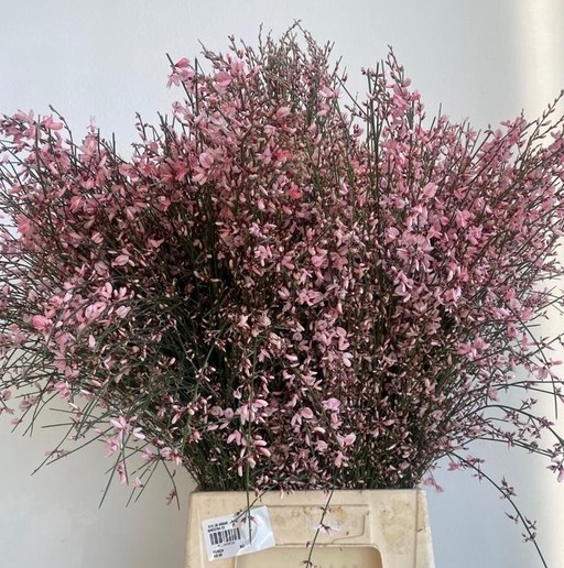 Ginestra Tintada Pink 70cm 400gr