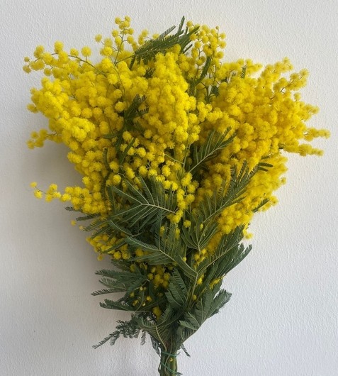 Mimosa Italia "Super" 55cm 400gr