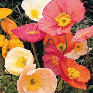 Papaver Flor Rosa Claro "T25"