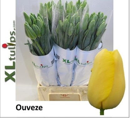 Tulipan Frances Auveze 60cm Am.