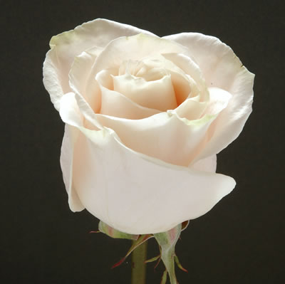 Rosa Col. Blanca 60cm