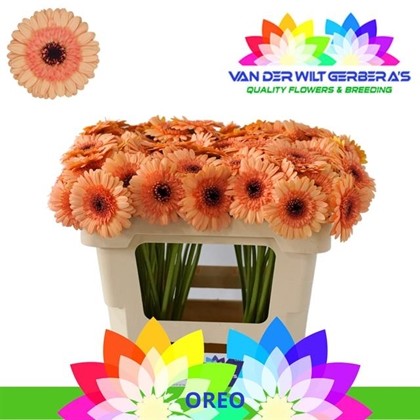 Gerbera Mini Hol. Oreo "T20"