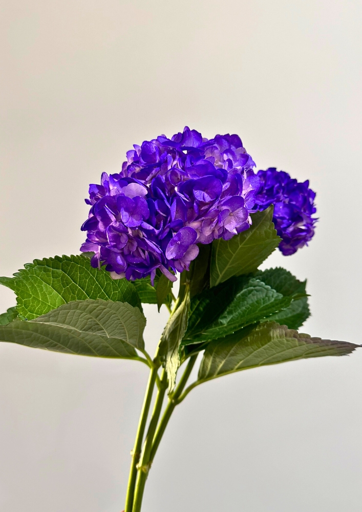 Hortensia Col. Tint. Purple  60cm 16 (7 Dias - 2)