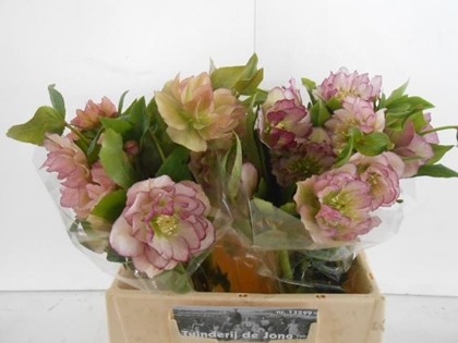 Helleborus Doble Ellen Picotee 40cm