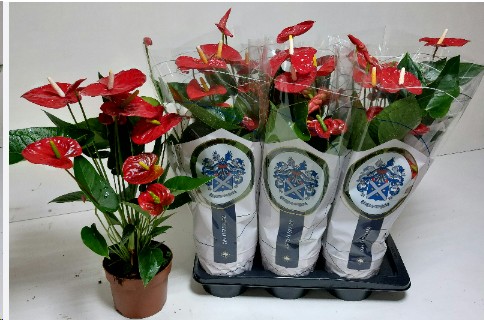 P. Anthurium An Jambo Red 17/60cm x6  6-Flores