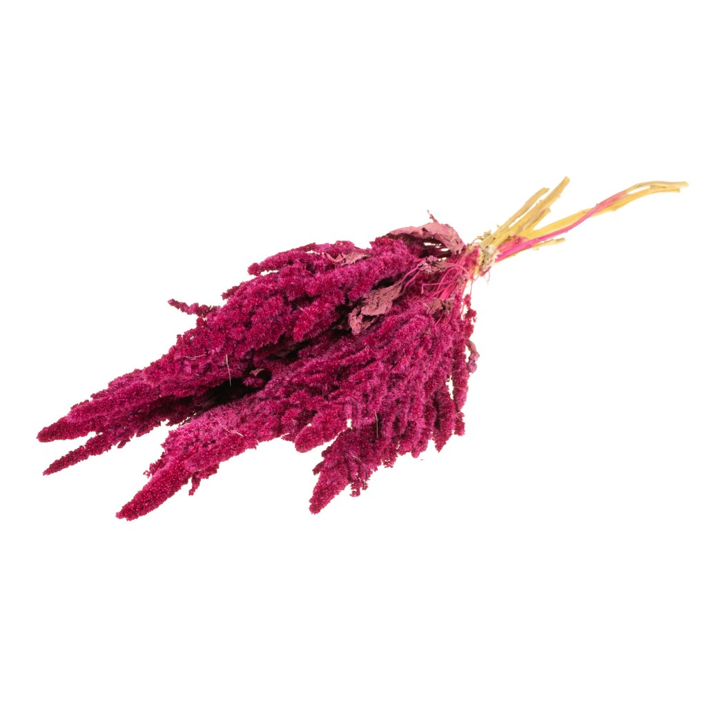 Amaranthus Seco Cerise 50cm 120g