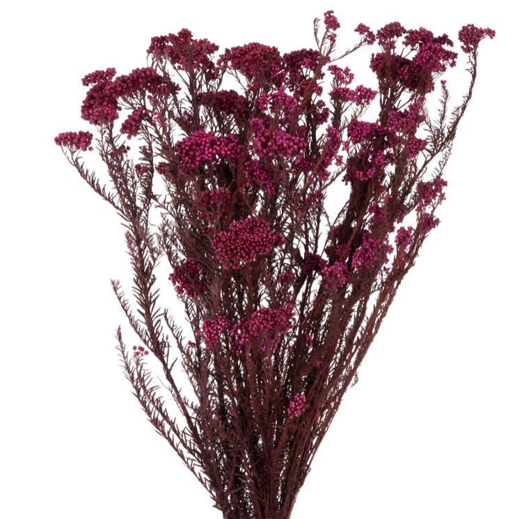 Flor de Arroz Preservada Burdeos 50-60cm 120g