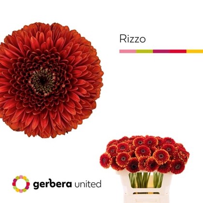 Gerbera Mini Hol. Pomponi Rizzo "T20"